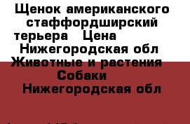 Щенок американского стаффордширский терьера › Цена ­ 10 000 - Нижегородская обл. Животные и растения » Собаки   . Нижегородская обл.